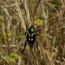 Tropiorhynchus umbrinus Machatschke 1954的圖片