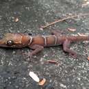 Image of Grismer’s Bent-toed Gecko