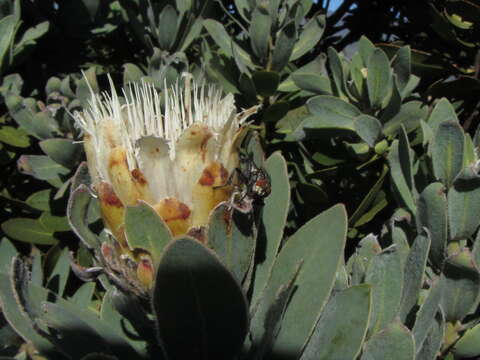 Image of Lip-flower protea