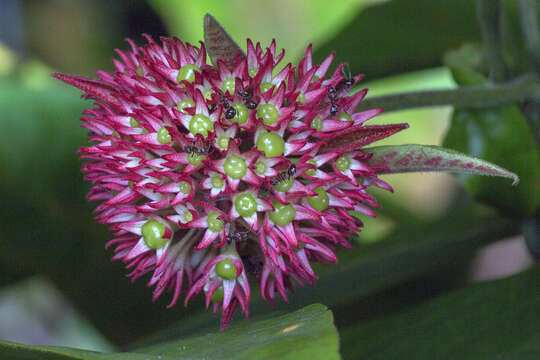 Imagem de Clerodendrum deflexum Wall.