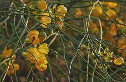 Senna pachyrrhiza var. pendula resmi