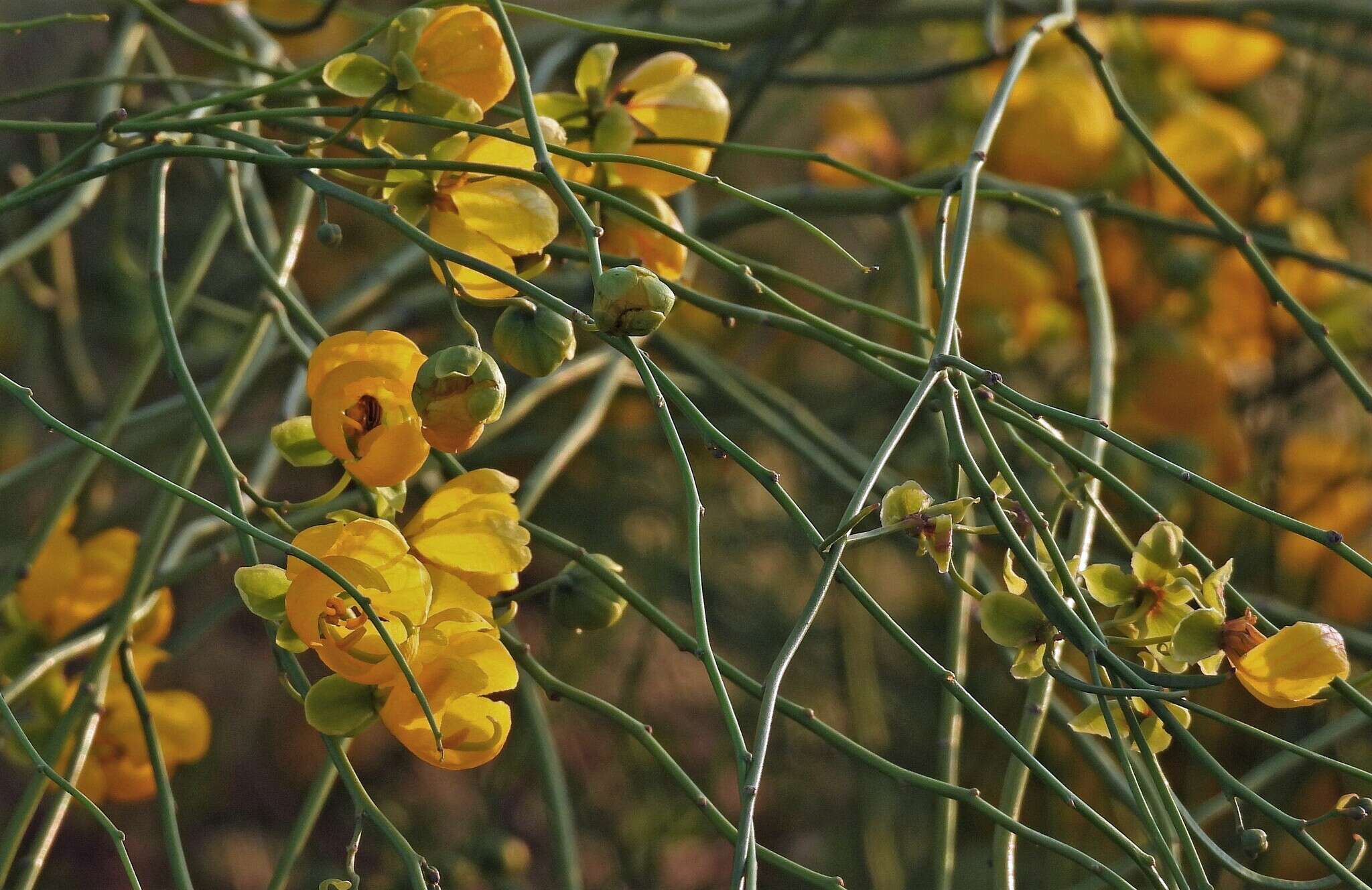 Image of Senna pachyrrhiza var. pendula