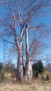 Image of Baobab