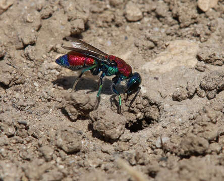 Image of <i>Chrysis cylindrica</i> Eversmann 1857