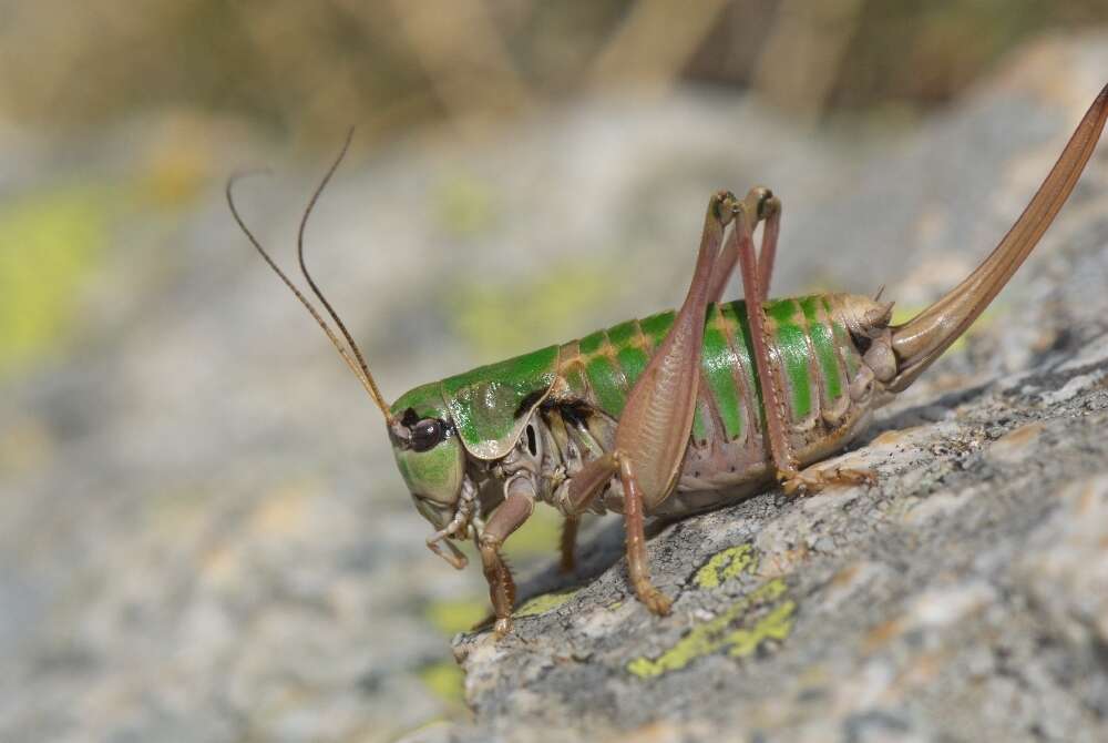 Image of Anonconotus mercantouri Galvagni & Fontana 2003