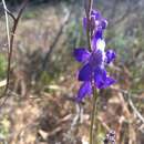 Imagem de Delphinium parryi subsp. blochmaniae (Greene) Lewis & Epling