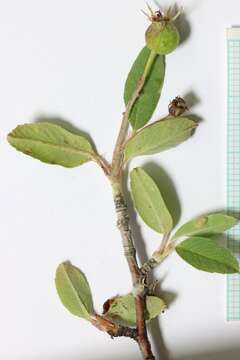 Image of Amelanchier utahensis var. utahensis