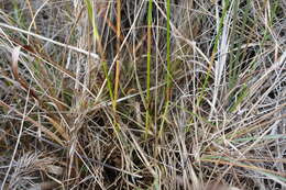 Image of Southern Umbrella Sedge