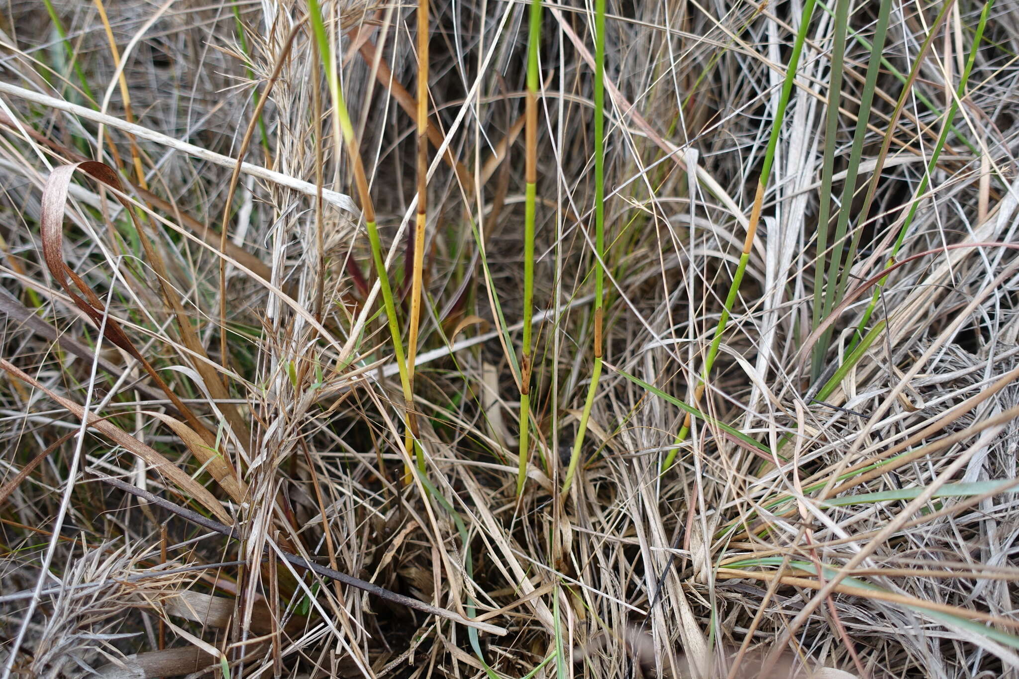 Image of Southern Umbrella Sedge