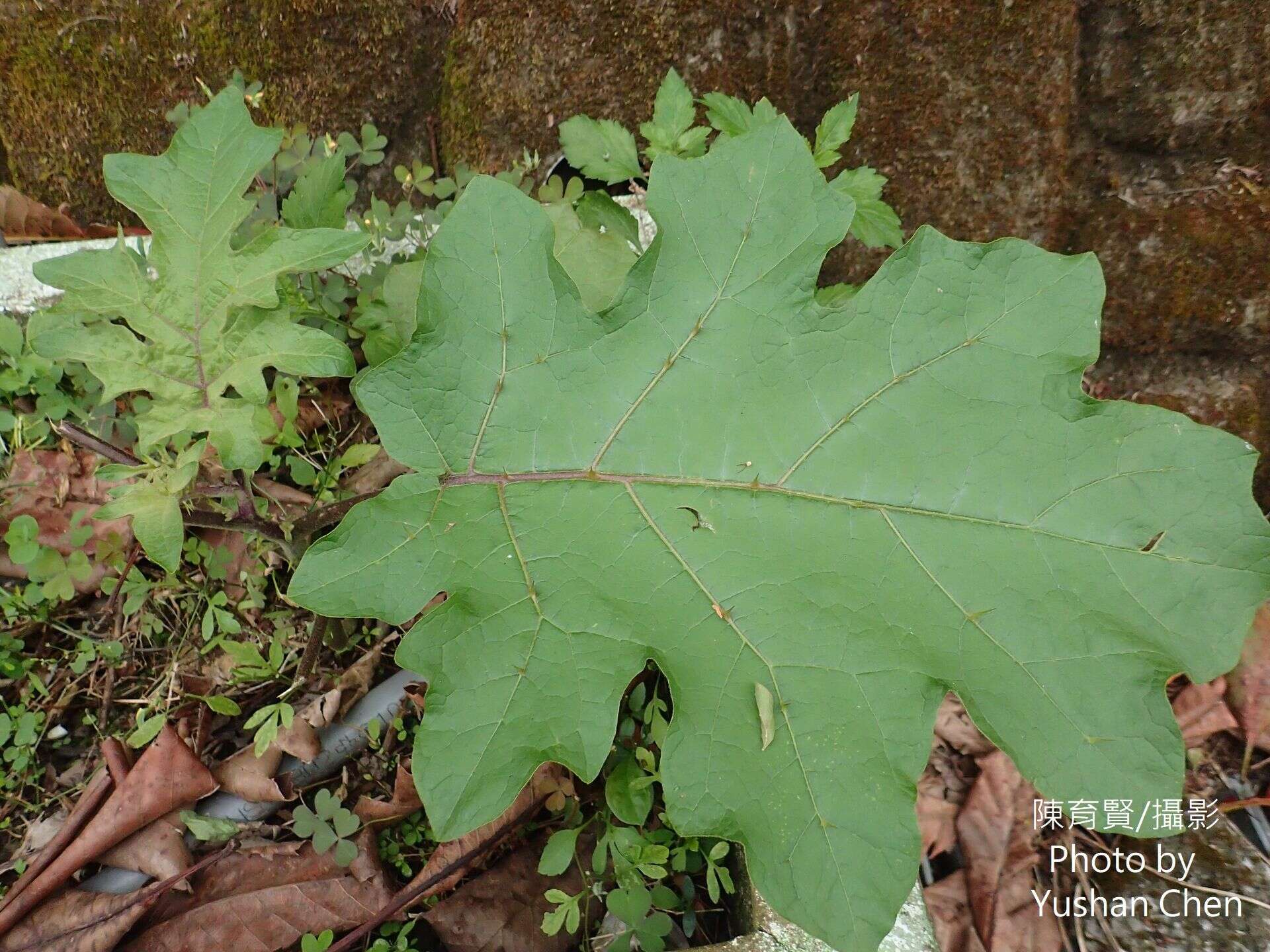 Image of Solanum violaceum Ortega