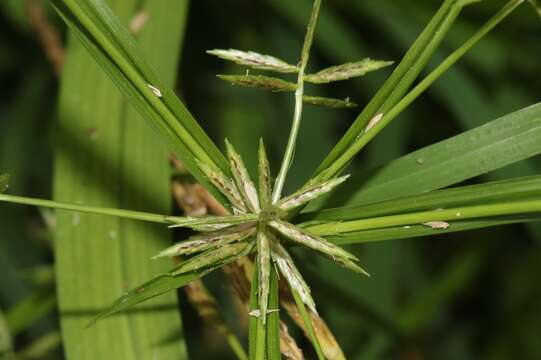 Image of Roadside Flat Sedge