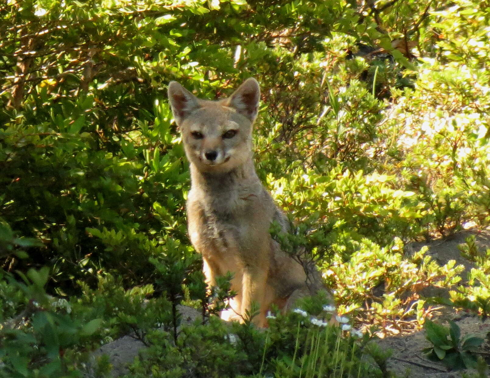 Image de Renard Gris