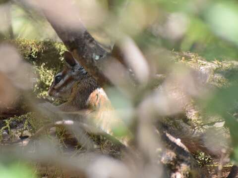 Image of Merriam’s Chipmunk