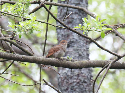 Image of Thrush Nightingale