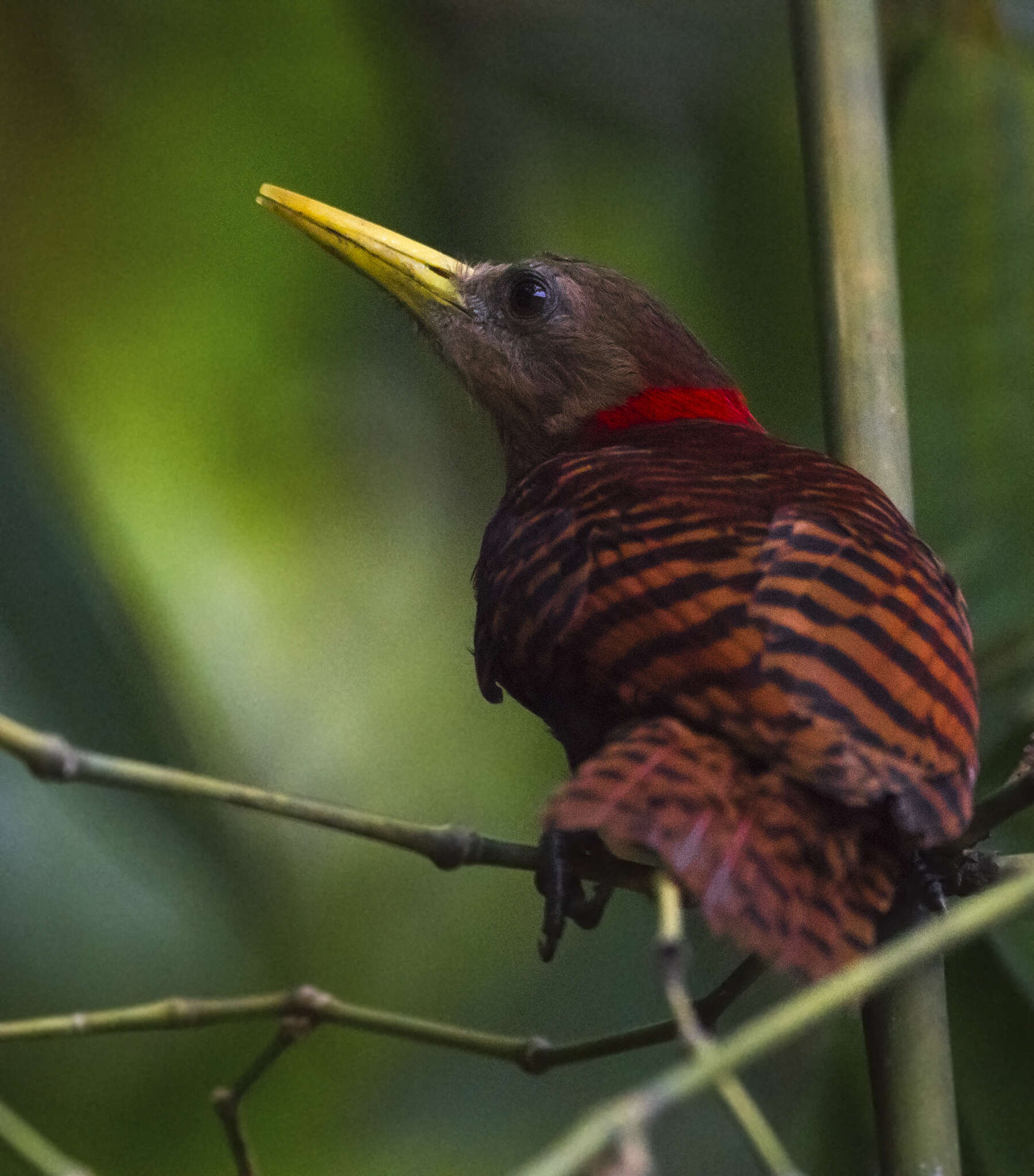 Image of Blythipicus Bonaparte 1854