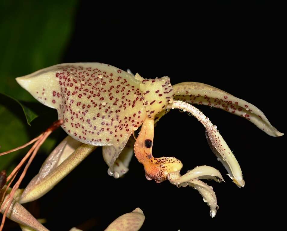 Image of Stanhopea oculata (Lodd.) Lindl.