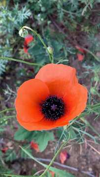 Image of Papaver apulum Ten.