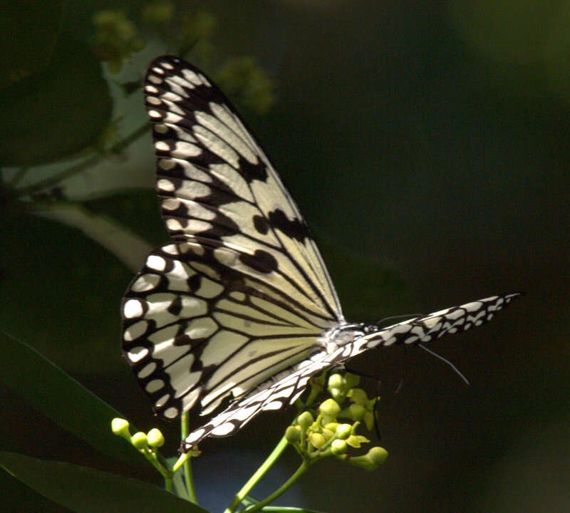 Image of Idea leuconoe riukiuensis