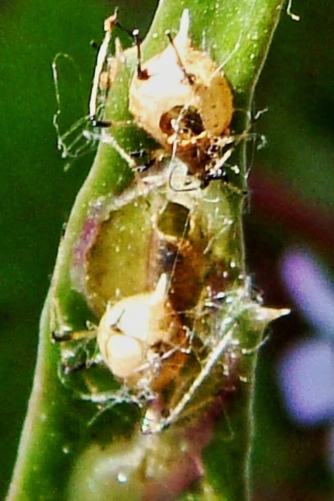 Image of Parasitic wasp