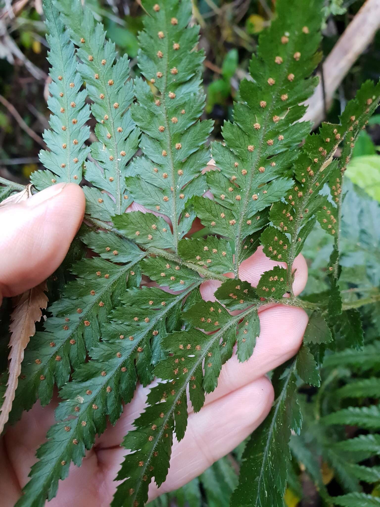 Parapolystichum acuminatum (Houlston) Labiak, Sundue & R. C. Moran的圖片