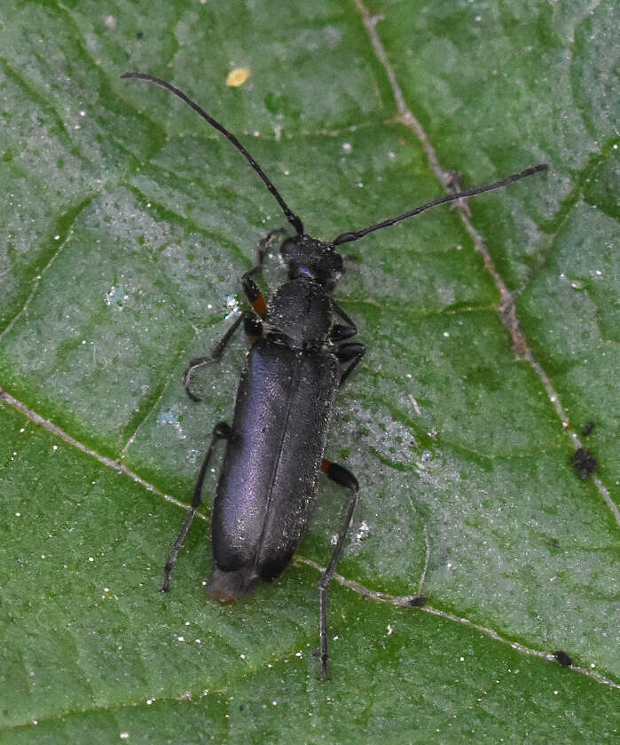 Image of Grammoptera abdominalis (Stephens 1831)