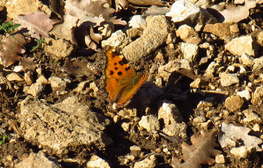 Nymphalis polychloros Linnaeus 1758 resmi