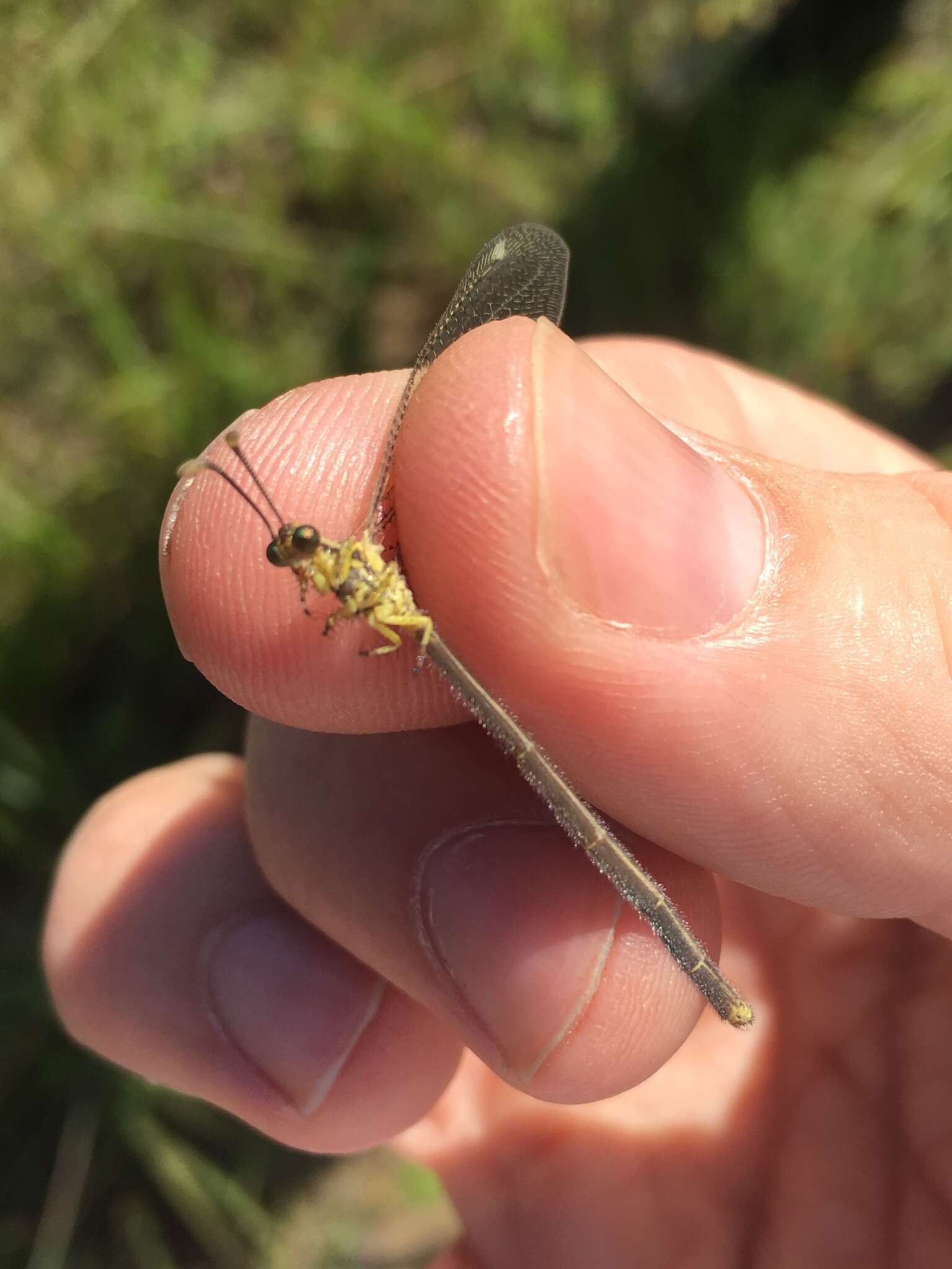 Слика од Brachynemurus abdominalis (Say 1823)