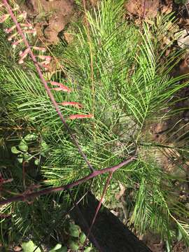 Image of Grevillea dryandri R. Br.