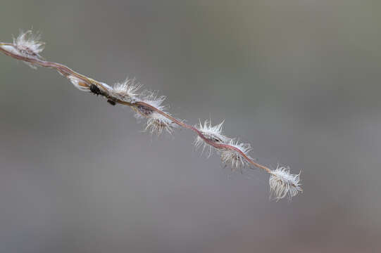 Image de Digitaria ammophila (Benth.) Hughes