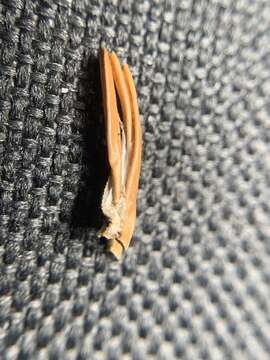 Image of Orange Spruce Needleminer Moth