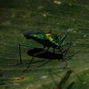 Image de Stenoprasia flavoscutellata (Blanchard 1843)