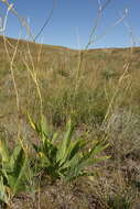 Image of Iris dichotoma Pall.