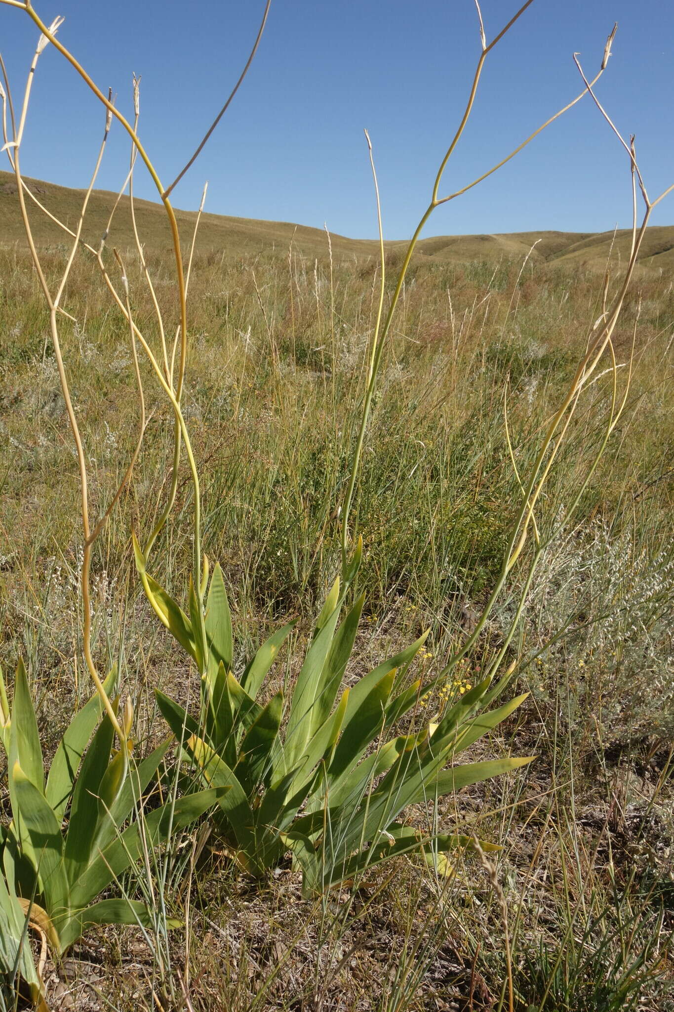 Image of Iris dichotoma Pall.