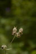 Imagem de Silene indica Roxb.