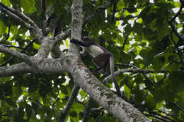 Plancia ëd Cercopithecus denti Thomas 1907