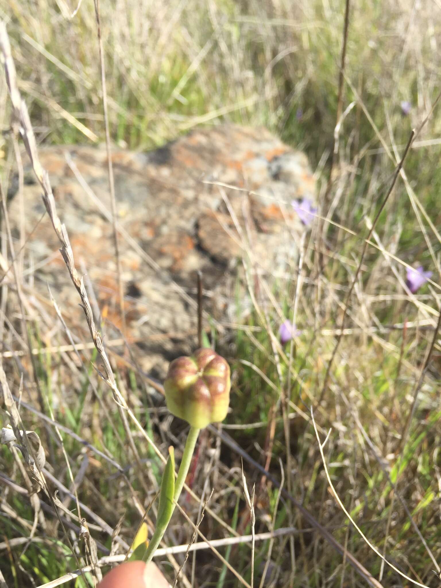 Image of fragrant fritillary