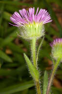 Image of alpine fleabane