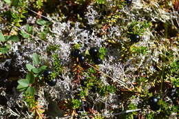 Image of Empetrum nigrum subsp. subholarcticum (V. Vassil.) Kuvaev