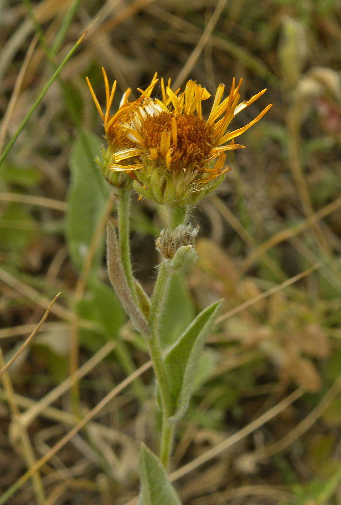 Plancia ëd Pentanema oculus-christi (L.) D. Gut. Larr., Santos-Vicente, Anderb., E. Rico & M. M. Mart. Ort.