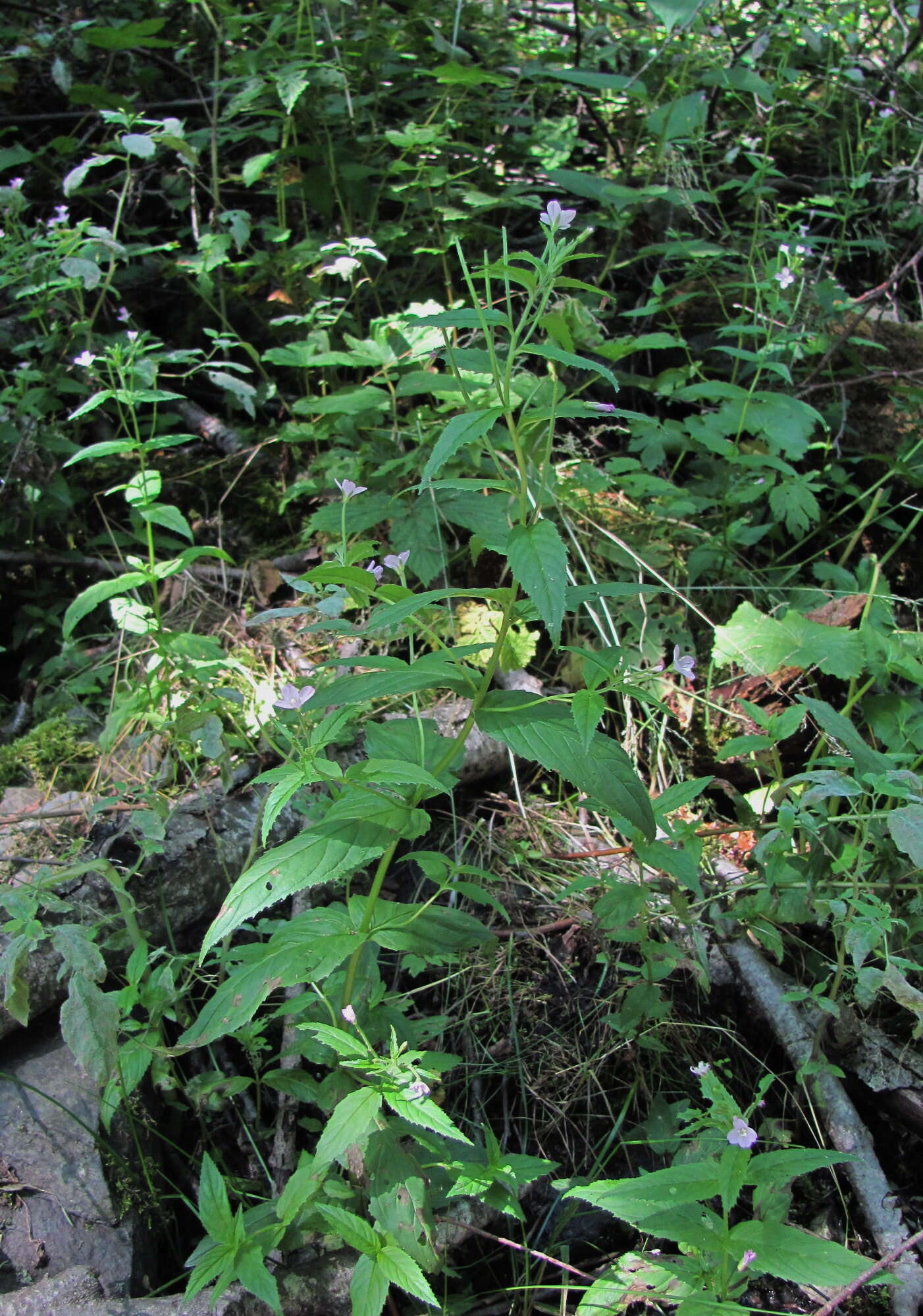Image of Epilobium roseum subsp. subsessile (Boiss.) P. H. Raven