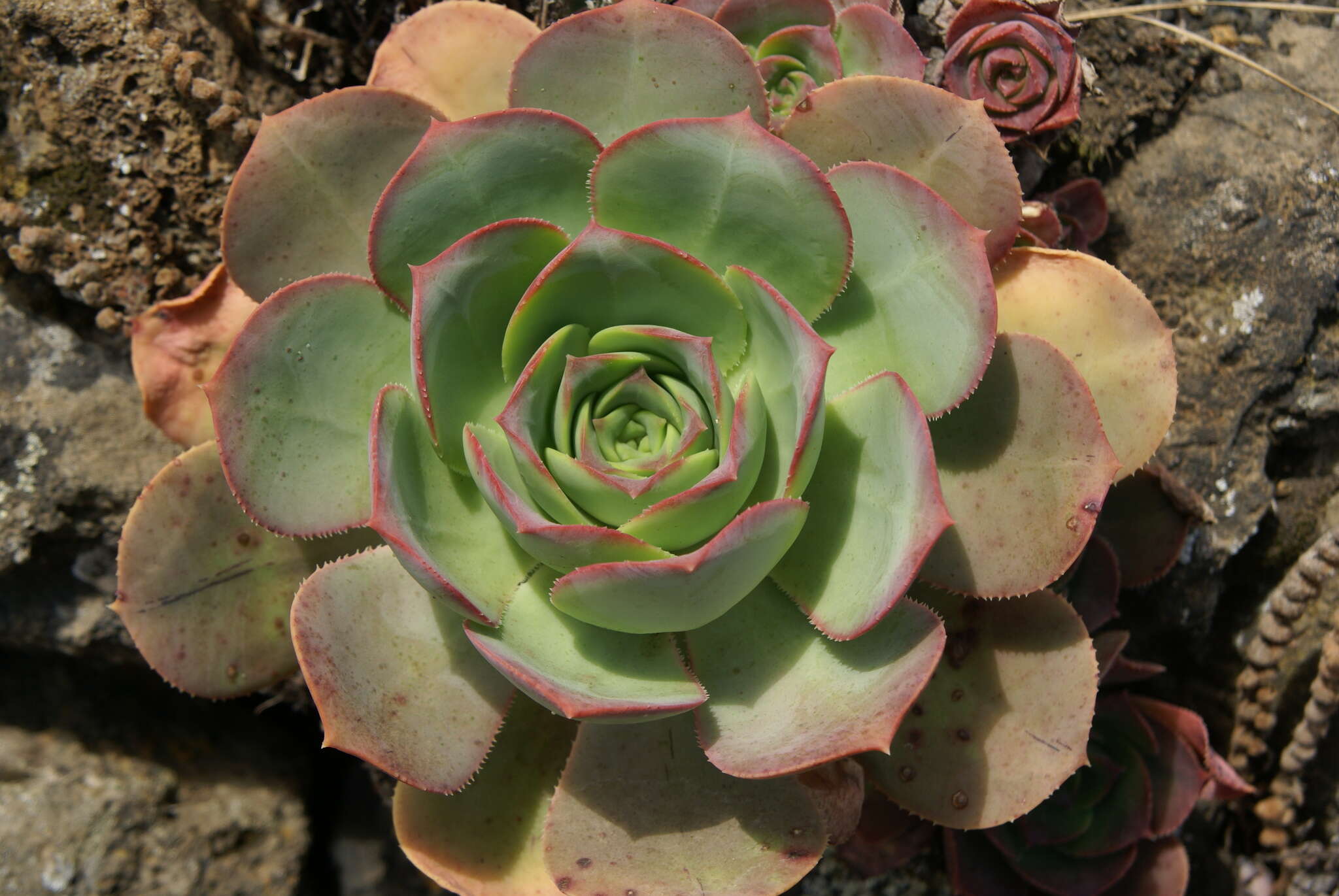 Image of Aeonium hierrense (Murr.) J. Pitard & L. Proust