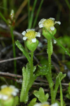 Image of Brachyscome goniocarpa Sond. & F. Müll.