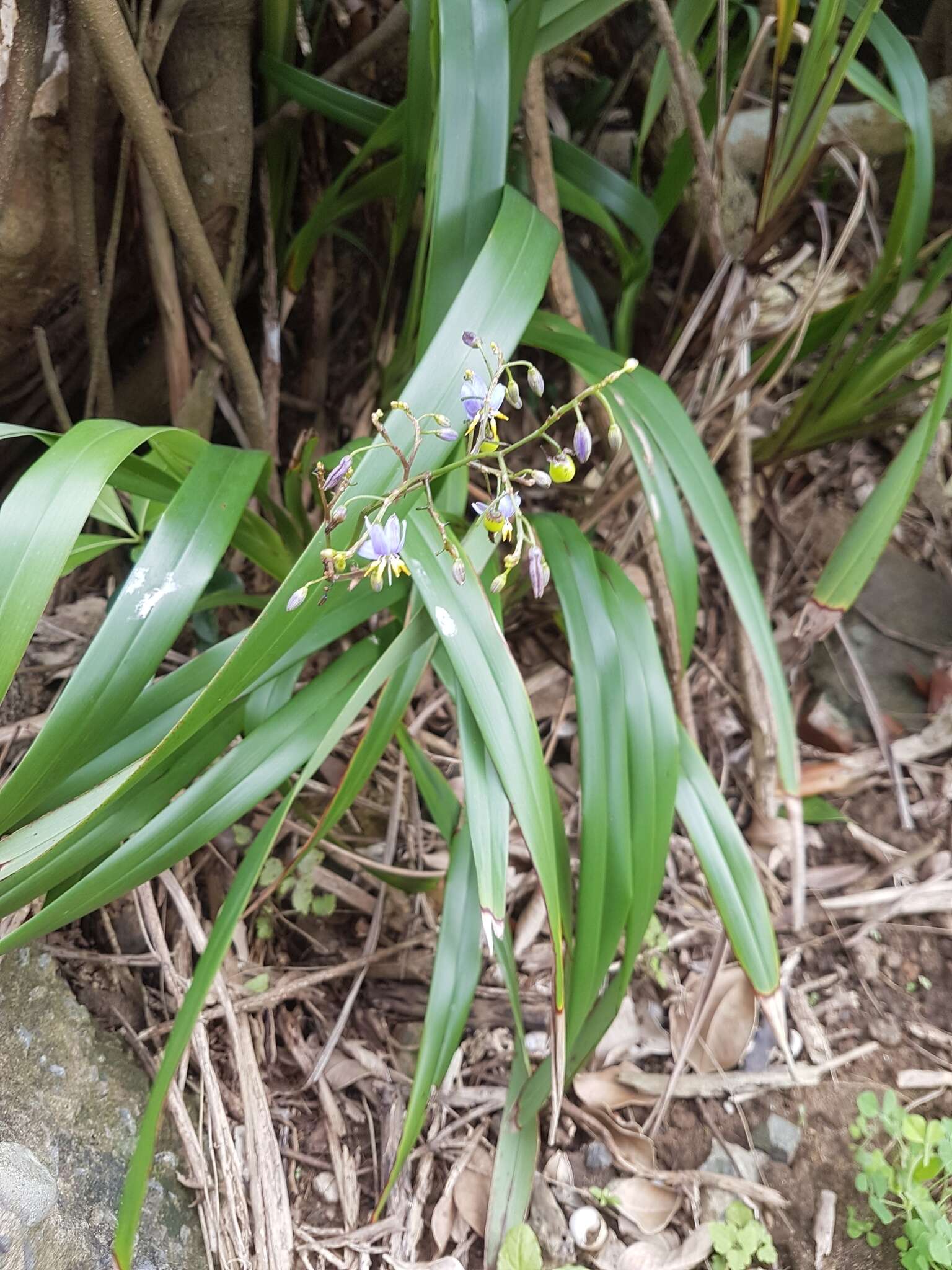 Plancia ëd Dianella ensifolia (L.) Redouté