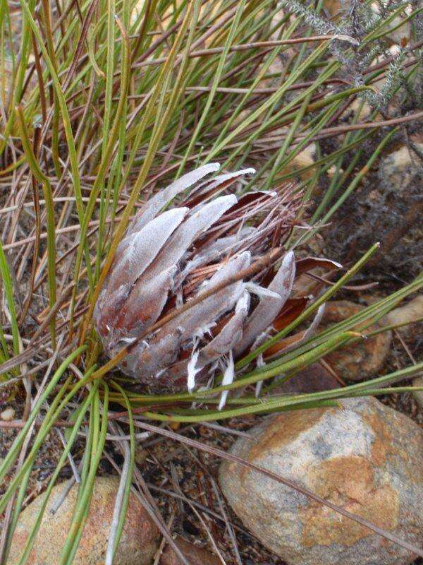 Image of Protea scorzonerifolia (Salisb. ex Knight) Rycroft