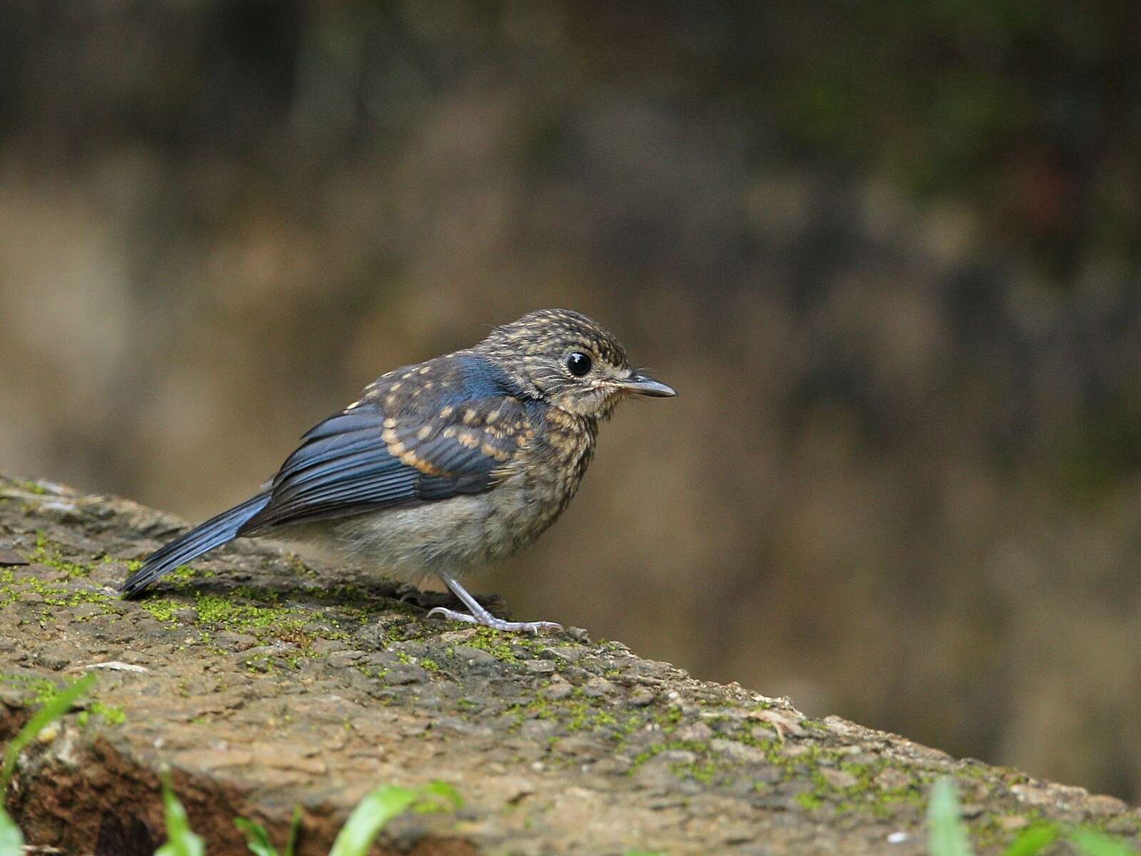 Image of Bornean Blue Flycatcher