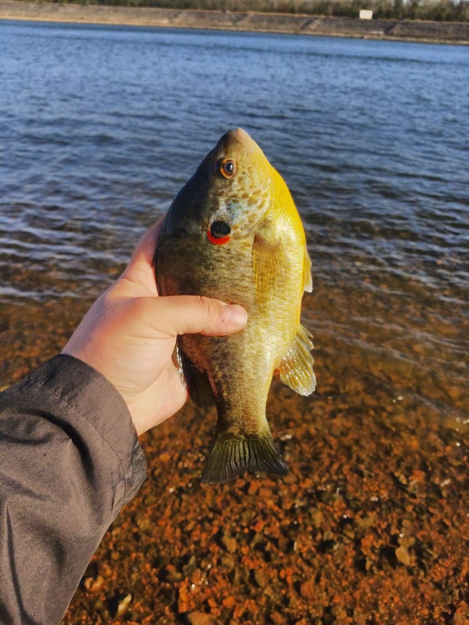 Image of Redear Sunfish