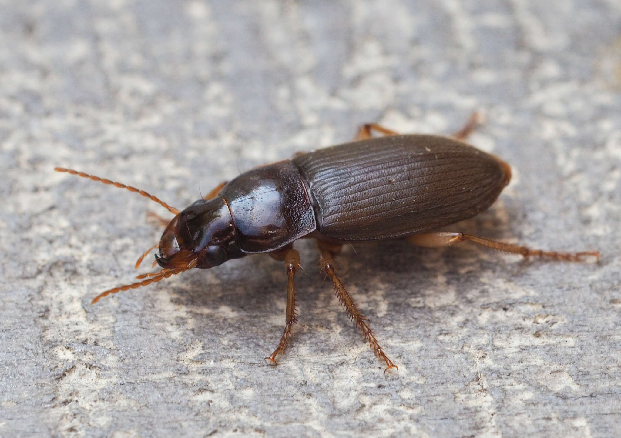 Imagem de Harpalus (Pseudoophonus) griseus (Panzer 1796)