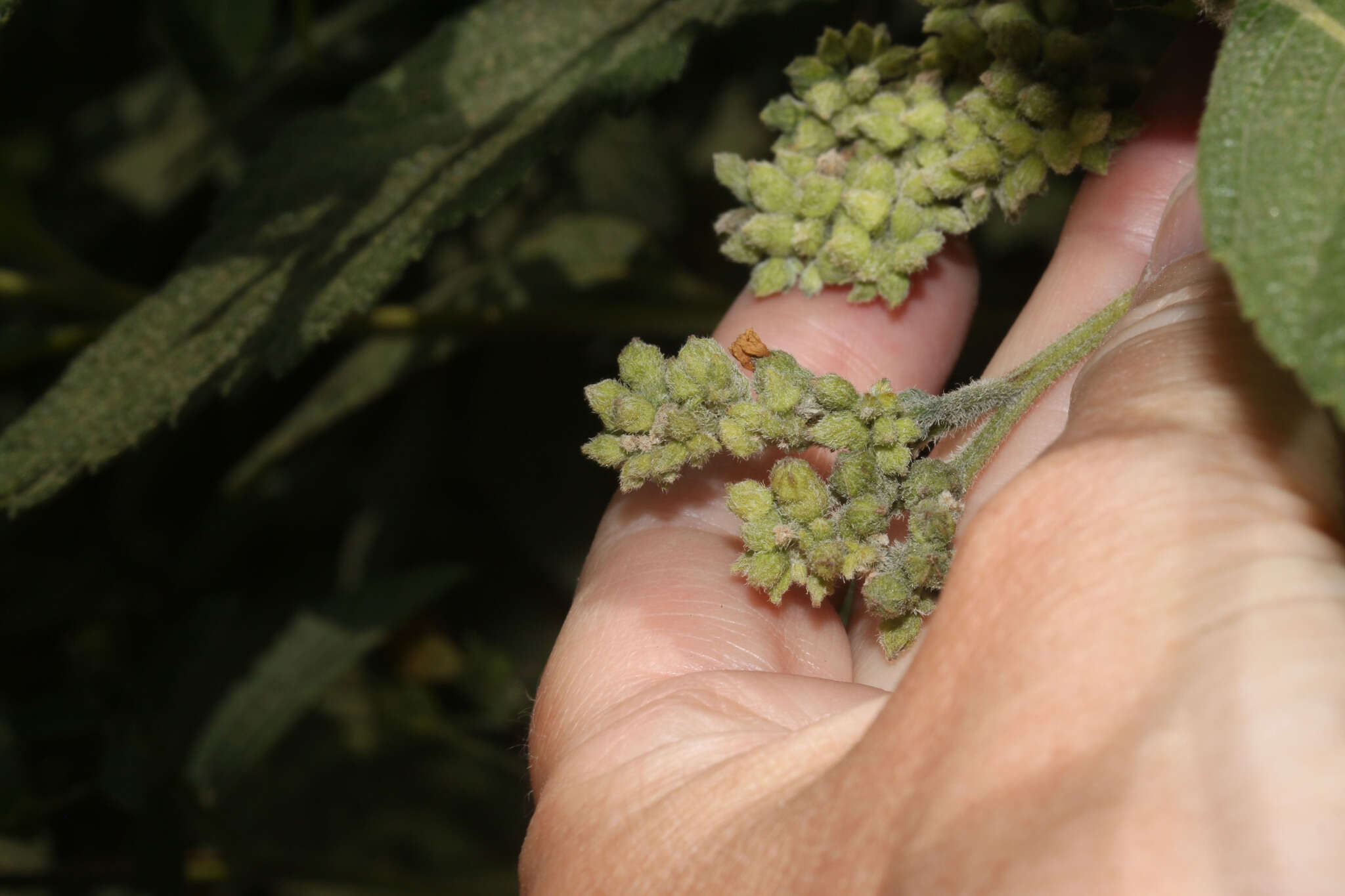 Image of Varronia crenata Ruiz & Pav.