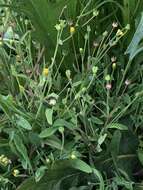 Image of Dwarf Dandelion