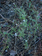 Plancia ëd Allophyllum integrifolium (A. Brand) A. D. & V. E. Grant